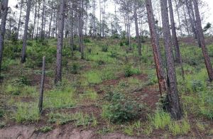 TERRENO EN VENTA EN PINARES DE ORIENTE KM 9 CARRETERA A DANLI